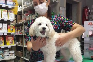 Asesoria Veterinaria en la region del BioBio Concepcion